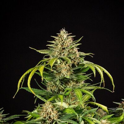 Green Gelato Auto Royal Queen Seeds
