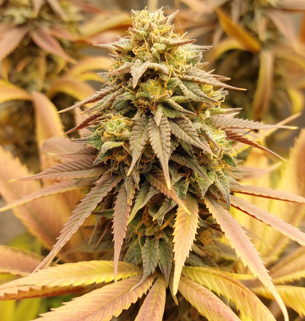 Green Gelato Royal Queen Seeds