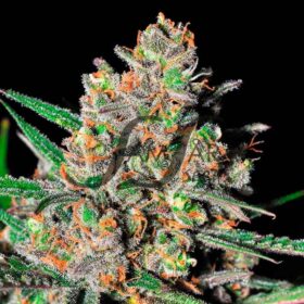 Green Love Potion SamsaraSeeds