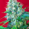 Green Poison Sweet Seeds