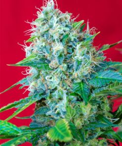 Green Poison Sweet Seeds