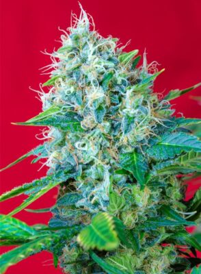 Green Poison Sweet Seeds