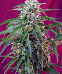 Green Poison Auto Sweet Seeds