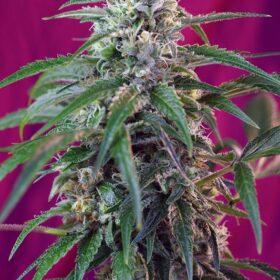 Green Poison Auto Sweet Seeds