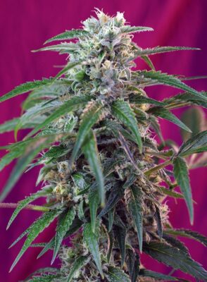 Green Poison Auto Sweet Seeds