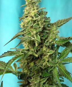 Green Poison Fast Sweet Seeds