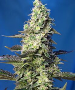 Green Poison XL Auto Sweet Seeds