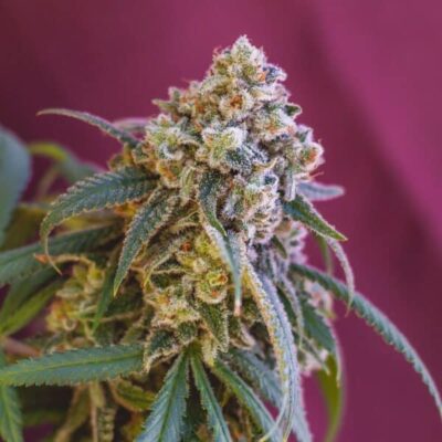 Green Crack Punch Royal Queen Seeds