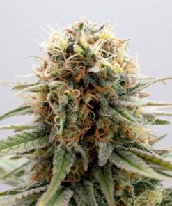 GSC Kannabia Seeds