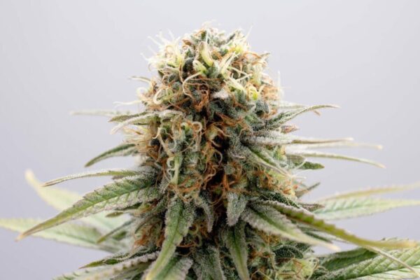GSC Kannabia Seeds