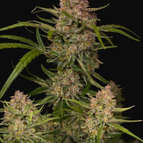 Guava Auto Fast Buds Seeds