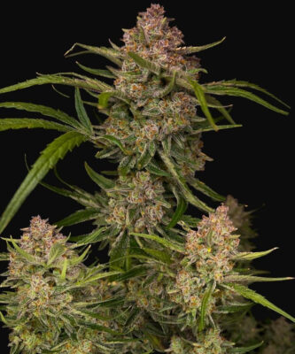 Guava Auto Fast Buds Seeds