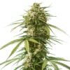 Gushers Royal Queen Seeds