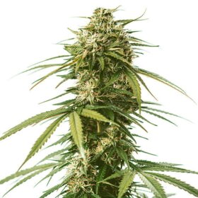 Gushers Royal Queen Seeds