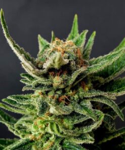 Gypsy Kush — изображение 3
