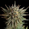 Gypsy Kush Kannabia Seeds
