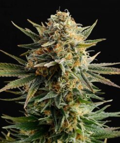 Gypsy Kush — изображение 2