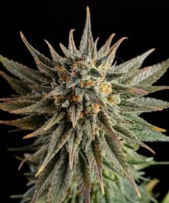 Gypsy Kush Kannabia Seeds