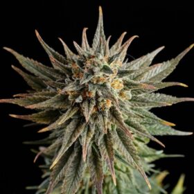 Gypsy Kush Kannabia Seeds