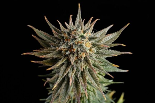 Gypsy Kush Kannabia Seeds
