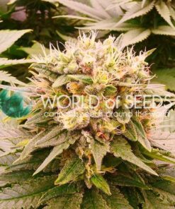 Harlequeen CBD WorldOfSeeds