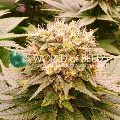 Harlequeen CBD WorldOfSeeds