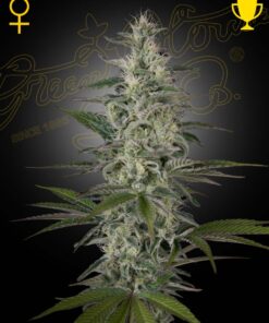 Hawaiian Snow Green House Seeds