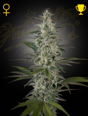 Hawaiian Snow Green House Seeds