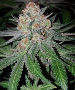 Haze Berry Royal Queen Seeds