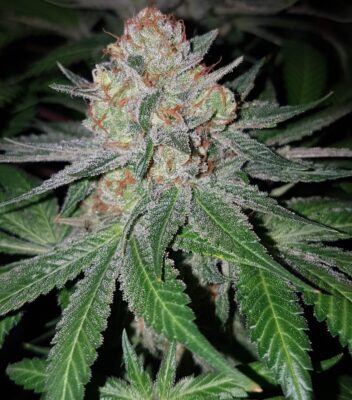 Haze Berry Royal Queen Seeds