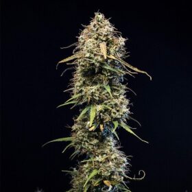 Haze Berry Auto Royal Queen Seeds