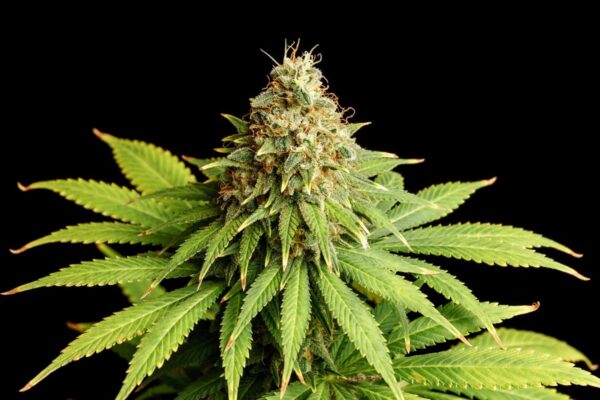 Hellfire OG Kannabia Seeds