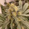 HiFi 4G Dutch Passion Seeds