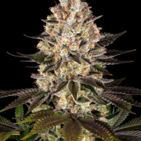 Hindu Kush Purple Barneys Farm Seeds