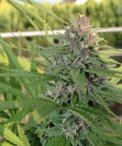 Hollands Hope regular Dutch Passion Seeds