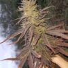 Hollands Hope Dutch Passion Seeds