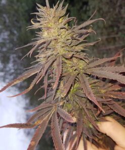 Hollands Hope Dutch Passion Seeds
