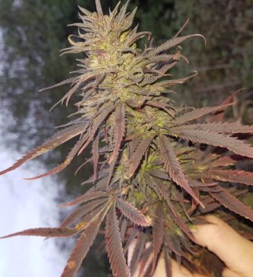 Hollands Hope Dutch Passion Seeds