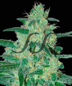 Holy Grail 69 SamsaraSeeds