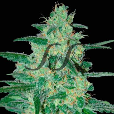 Holy Grail 69 SamsaraSeeds