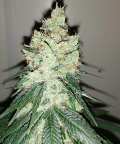 Honey Cream Royal Queen Seeds