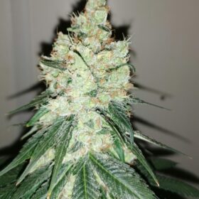Honey Cream Royal Queen Seeds