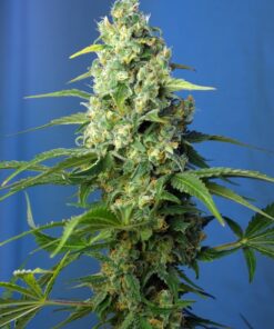 Honey Peach CBD Auto Sweet Seeds