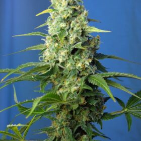 Honey Peach CBD Auto Sweet Seeds