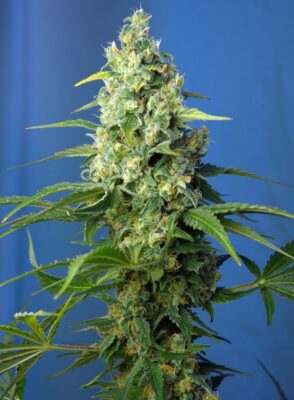 Honey Peach CBD Auto Sweet Seeds