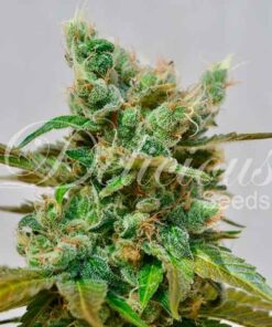 Honeybells CBD Delicious Seeds