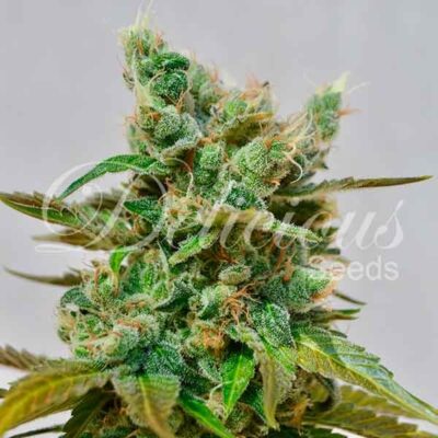 Honeybells CBD Delicious Seeds