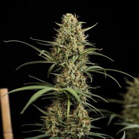 HulkBerry Auto Royal Queen Seeds