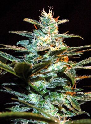 NYC Diesel Sweet Seeds