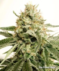 Ice Cream Haze regular Dutch Passion Seeds